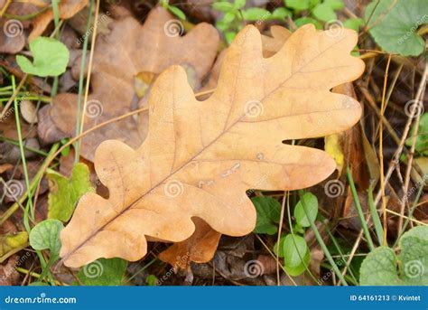 Autumn Oak Leaf Closeup in the Wild Stock Image - Image of autumn, reddish: 64161213