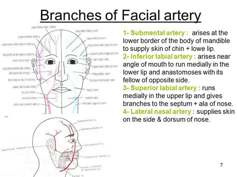 Dental Assistant Jobs Near Me 2021 | Dental assistant jobs, Dental assistant, Facial anatomy