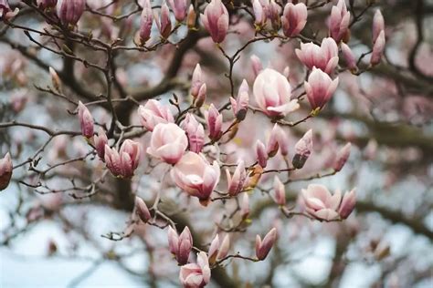 Magnolia Flower: Meaning, Symbolism, and Colors | Pansy Maiden