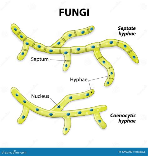 Fungi. Classification Based On Cell Division Stock Photo - Image: 49967383