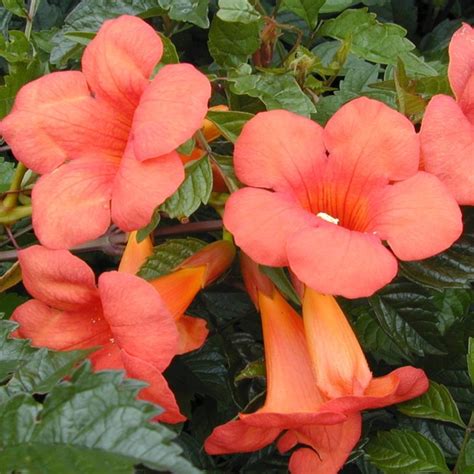 Campsis radicans 'Flamenco' Red Trumpet Vine - Plants4Home