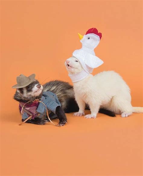 Ferrets In Costumes