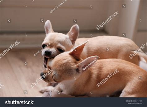 Agressive Chihuahua Bites Her Sister Stock Photo 1235714131 | Shutterstock