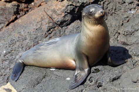 Pinniped Definition - Pinnipeds in Zoos