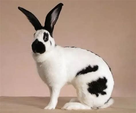 Checkered Giant Rabbit Characteristics | Rabbit breeds, Rabbit, Giant ...