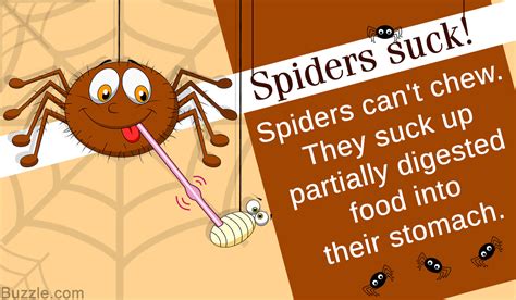 A Detailed Description of the Anatomy of Spiders - Biology Wise