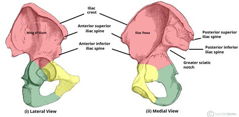 The Hip Bone - Ilium - Ischium - Pubis - TeachMeAnatomy