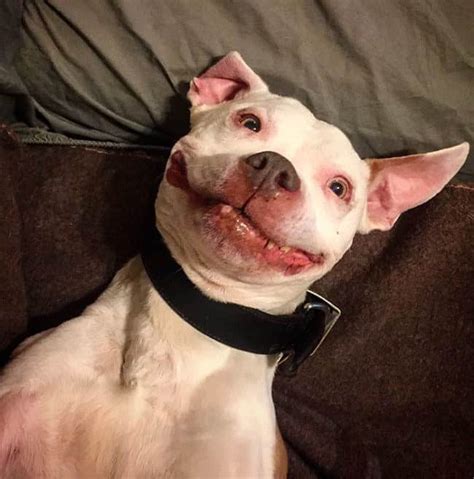 This Pitbull Was Rescued 12 Years Ago And He Hasn't Stopped Smiling Since - Pulptastic