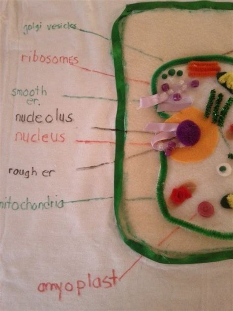 Clay Plant Cell Project