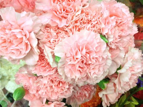 Carnation Free Stock Photo - Public Domain Pictures