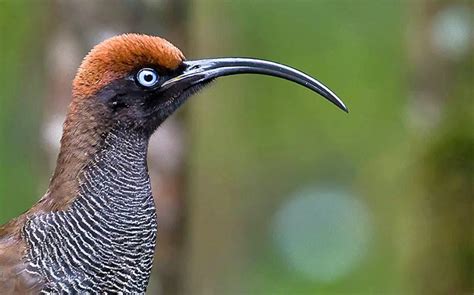 Attenborough's Paradise: Papua New Guinea Birding Tours