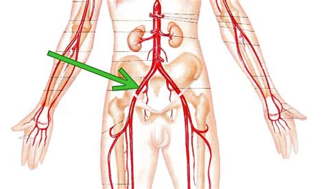 Circulatory System - Organ System Functions