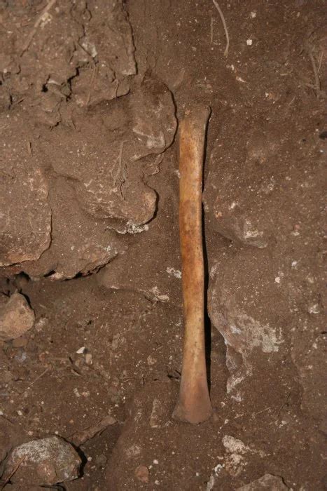 Ancient human remains buried in Spanish caves were subsequently ...