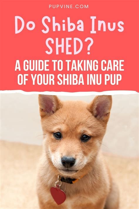 Do Shiba Inus Shed? A Guide to Taking Care of Your Shiba Inu Pup ...