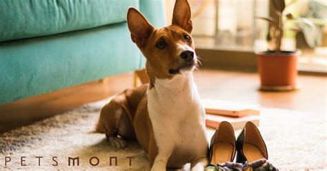 Temperament of a Basenji Dog: What Dog Lovers Should Know – Petsmont