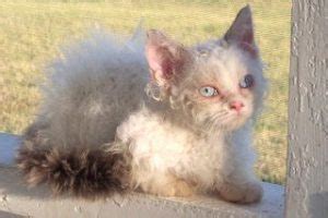 Lambkin Dwarf Cat Breed Profile • Purrfectcatbreeds