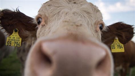 Runaway cow escapes slaughterhouse to live on Polish island - BBC News