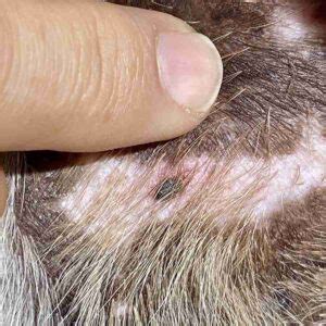 What Does Melanoma Look Like In Dogs