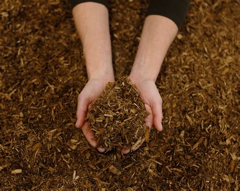 Opinion | Human Composting Should Be an Option for New Yorkers - The ...