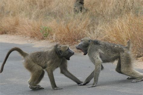 Baboon Fight | Baboon Fight ! Female was the cause ... Of co… | Flickr