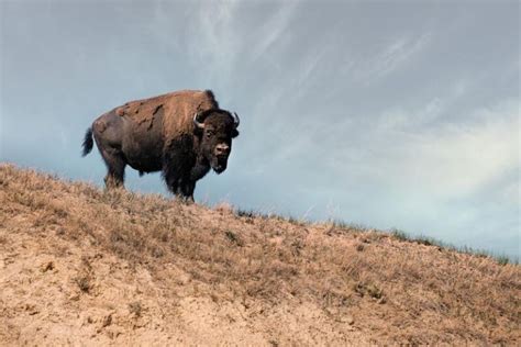 A Guide to The Best Bison Hunting In Montana - Discovering Montana