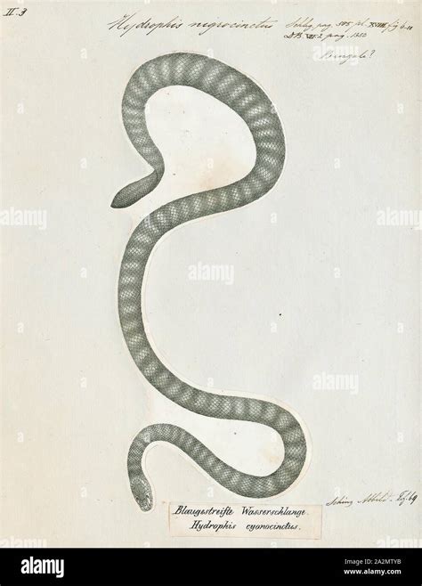 Hydrophis nigrocinctus, Print, Hydrophis nigrocinctus is a species of marine venomous snakes ...