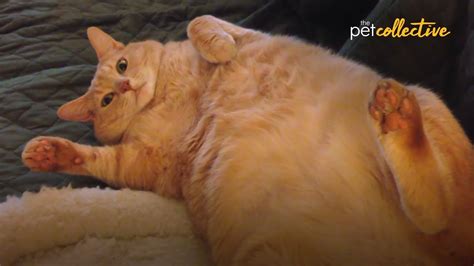 The Most Lovable FAT CATS 😍 - YouTube