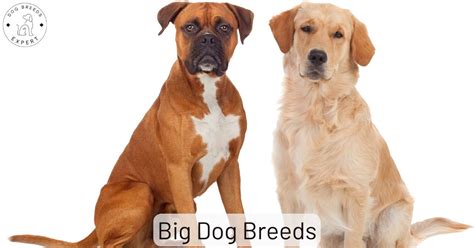 Big Dog Breeds - Which Breeds Fall Into This group?