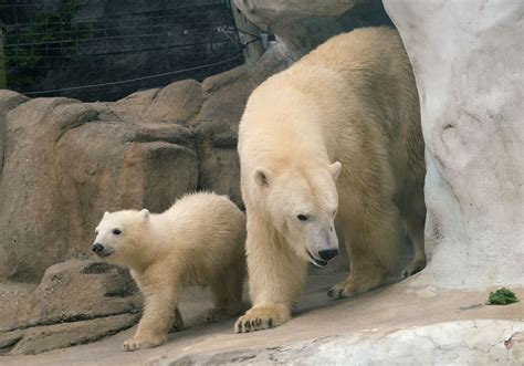 What Color Is Polar Bear Fur? | lupon.gov.ph