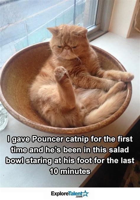 17 Cat That Might Have Had Too Much Catnip - Cheezburger - Funny Memes ...