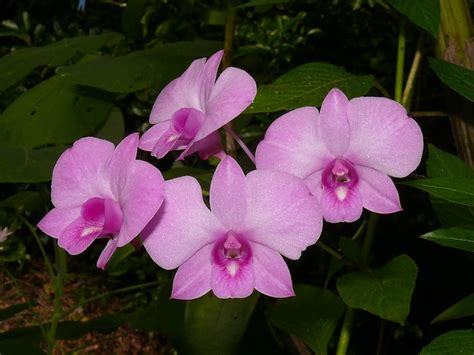 Cooktown Orchid, Qld Floral Emblem Thelychiton bigibbum P1140501 - a ...