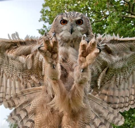 Image result for attacking owl | Owl, Beautiful owl, Pet birds