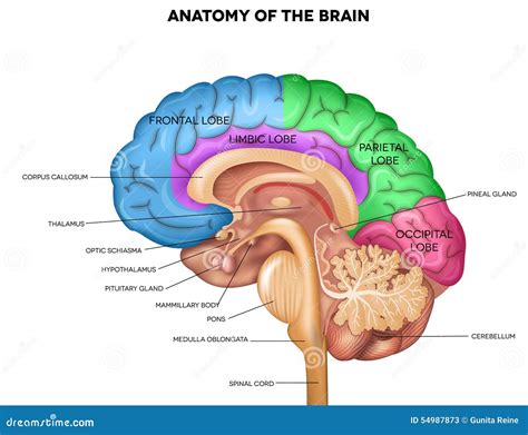 Human Brain Anatomy Stock Vector - Image: 54987873