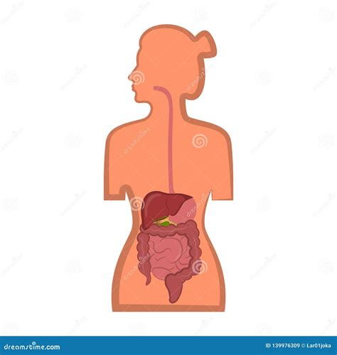 Human Digestive System in a Woman Body Stock Vector - Illustration of appendix, small: 139976309