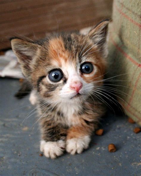 A Cute Little Kitten - Cats Photo (36498604) - Fanpop