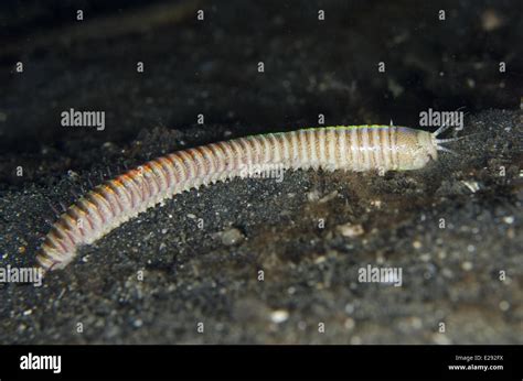 Bobbit Worm (Eunice aphroditois) adult, on black sand outside burrow ...