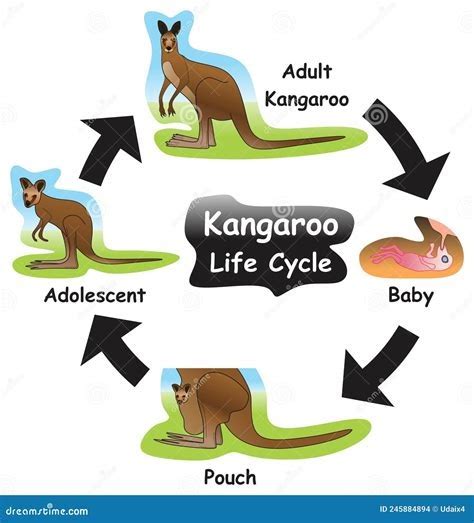 Download Link life cycles of kangaroos 2nd grade Download Now PDF ...