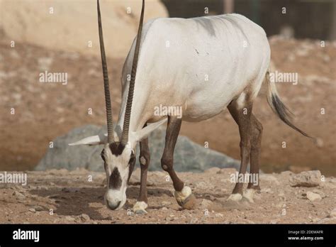 The Arabian oryx or white oryx is a medium-sized antelope with a distinct shoulder bump, long ...