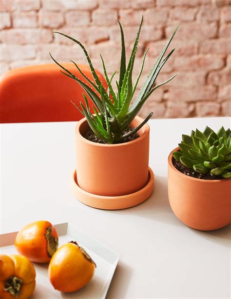 Terracotta Plant Pots Delivery - Garden Plant