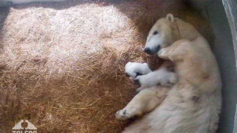 Toledo Zoo welcomes twin polar bear cubs. Here's how to watch live ...