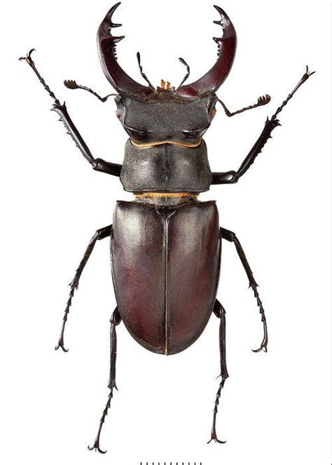 beetle anatomy - Google Search | Stag beetle, History museum, Beetle