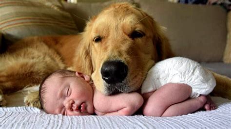 How Do Golden Retrievers Take Care Of Their Babies? The 13 Detailed ...