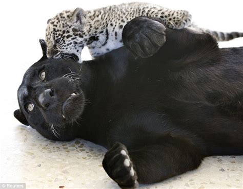 Cute pictures of black jaguar cub and her doting mum