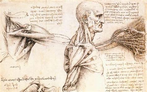 anatomy - Google Search in 2020 | Leonardo da vinci, Human anatomy ...