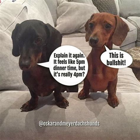 Pin by Tami Meneley on Dachshund Funny Quotes - Meme | Dachshund breed, Funny dachshund, Clever dog