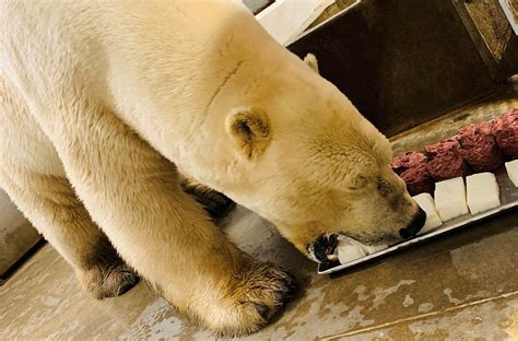 High protein diet may harm polar bears