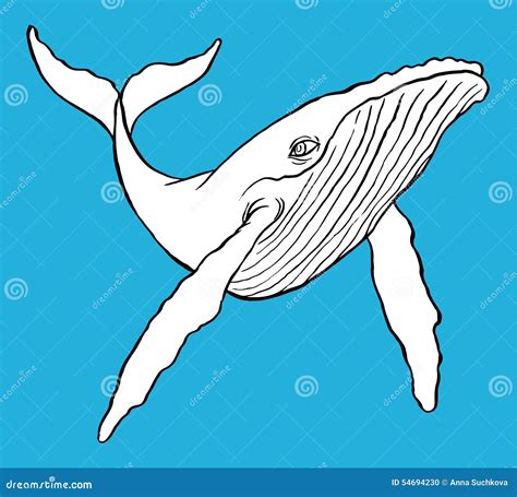 Humpback Whale stock illustration. Illustration of marine - 54694230