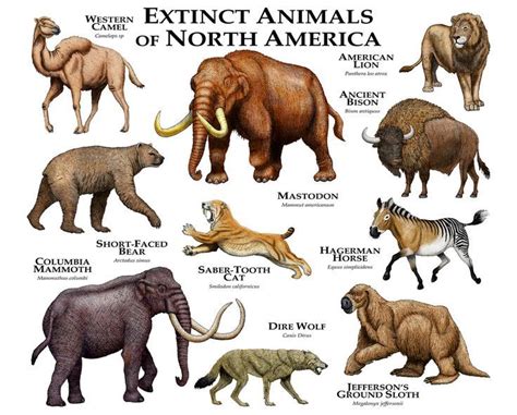 timeline of north american megafauna | 25+ best ideas about Prehistoric ...