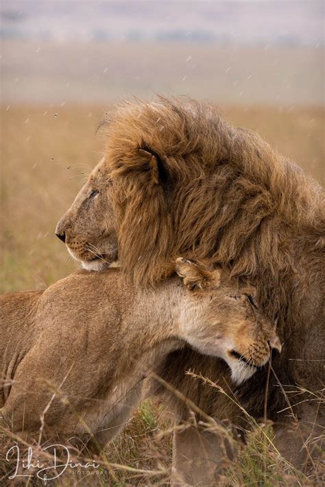 Lions Love, Lion and Lioness Hug Wildlife Photo Print / Lions Wall Art, Gift for Wedding, Animal ...