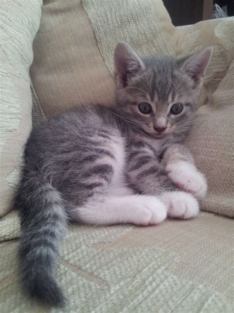 a small kitten laying on top of a couch next to a white and gray pillow